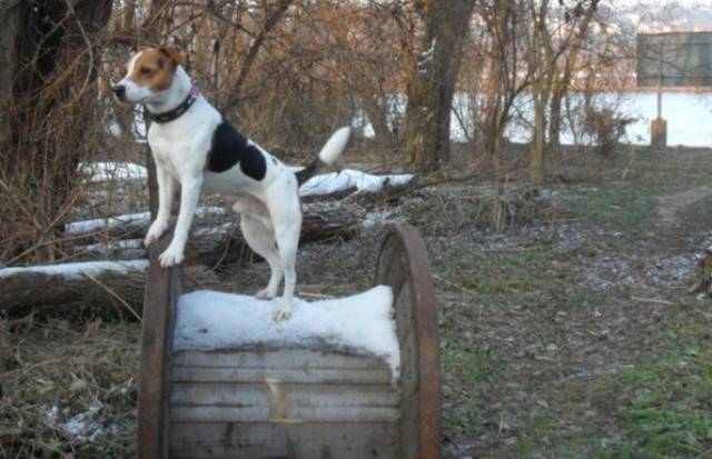 Mailo - Jack Russell Mâle (8 ans)