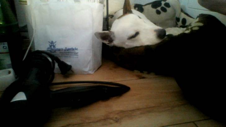 murphy - Jack Russell (6 ans)