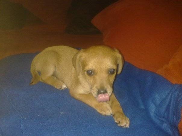 pitchou - Jack Russell Mâle (5 mois)