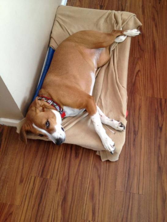 Bella - Jack Russell (5 ans)