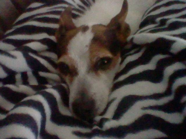 Rosie - Jack Russell (7 ans)