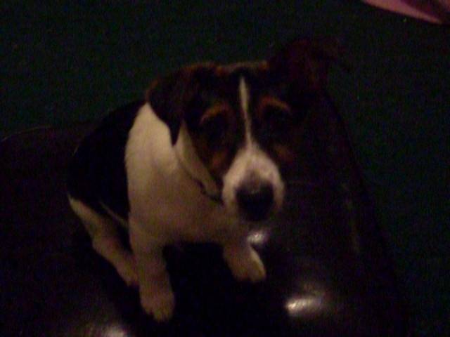 Comet - Jack Russell Mâle (4 ans)