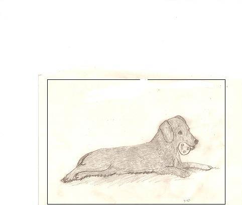 My Drawing - Jack Russell (1 mois)