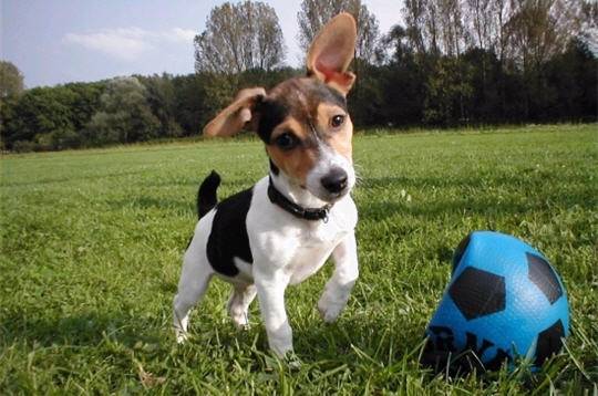 Earl - Jack Russell (2 ans)
