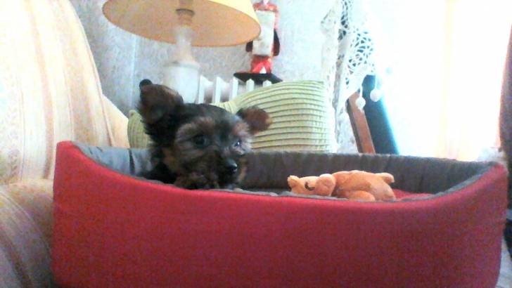 lola - Jack Russell (3 mois)