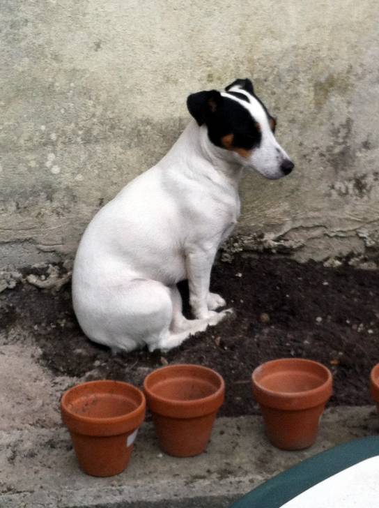 Maya - Jack Russell (3 ans)