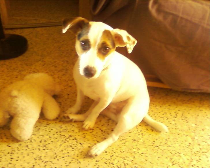 Dina - Jack Russell (2 ans)