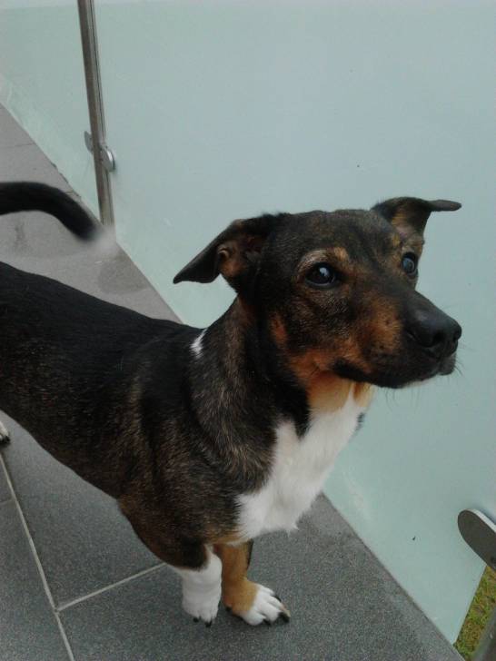 cookie - Jack Russell Mâle (4 ans)