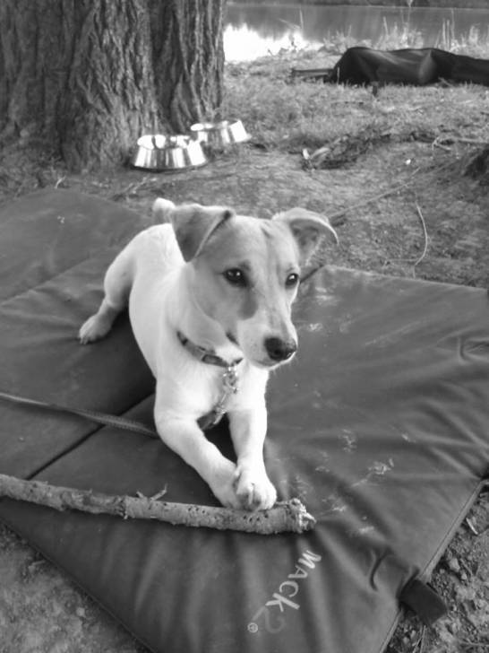 hasko - Jack Russell Mâle (11 mois)