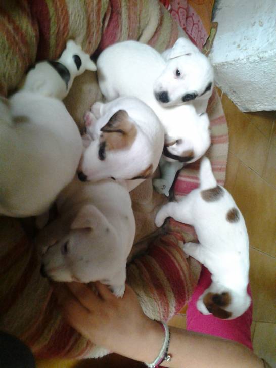 Les freres et soeurs de Domino !!! - Jack Russell Mâle (1 an)
