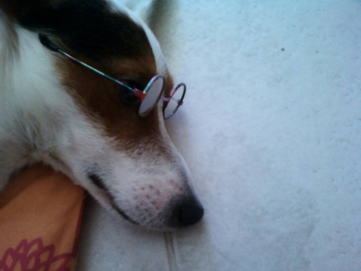 Eclair - Jack Russell Mâle (4 ans)