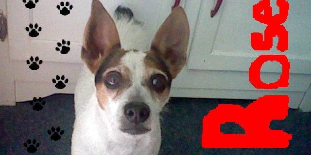 Rose - Jack Russell (7 ans)