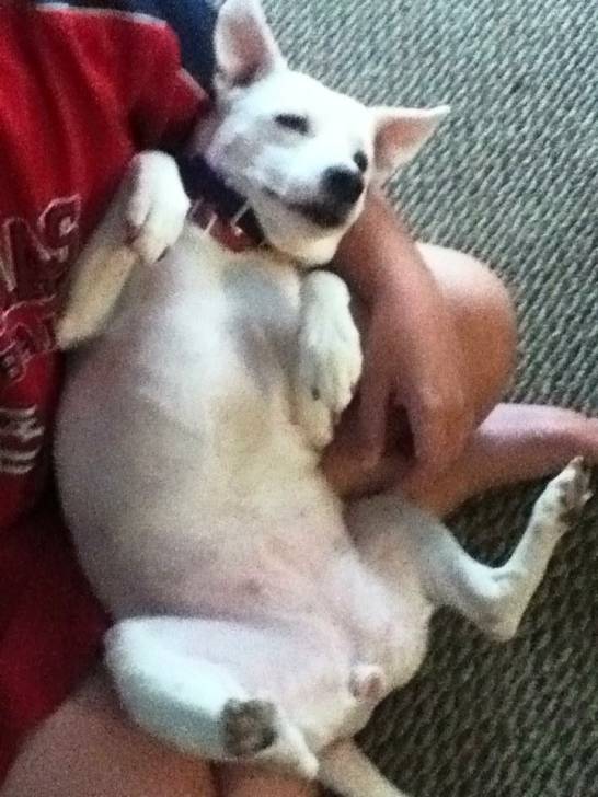 Frannie - Jack Russell