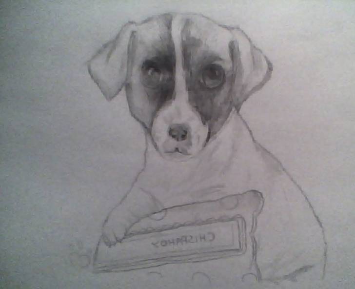 Dibujo echo por mi :D - Jack Russell