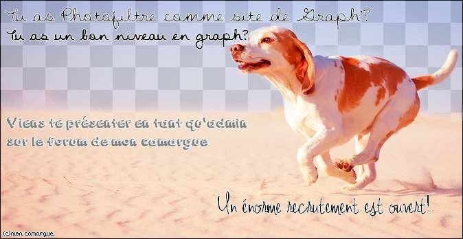 mon petit chien - Jack Russell Mâle (3 ans)