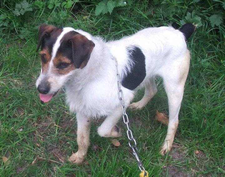 Atos - Jack Russell Mâle (8 ans)