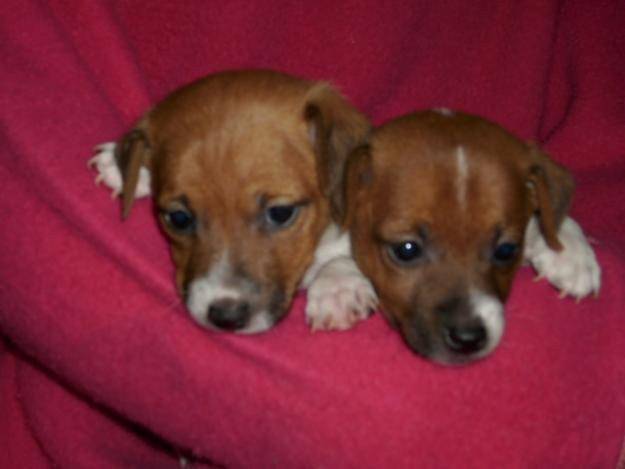 miel et courage - Jack Russell (5 mois)