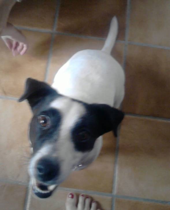 diego - Jack Russell Mâle (5 ans)