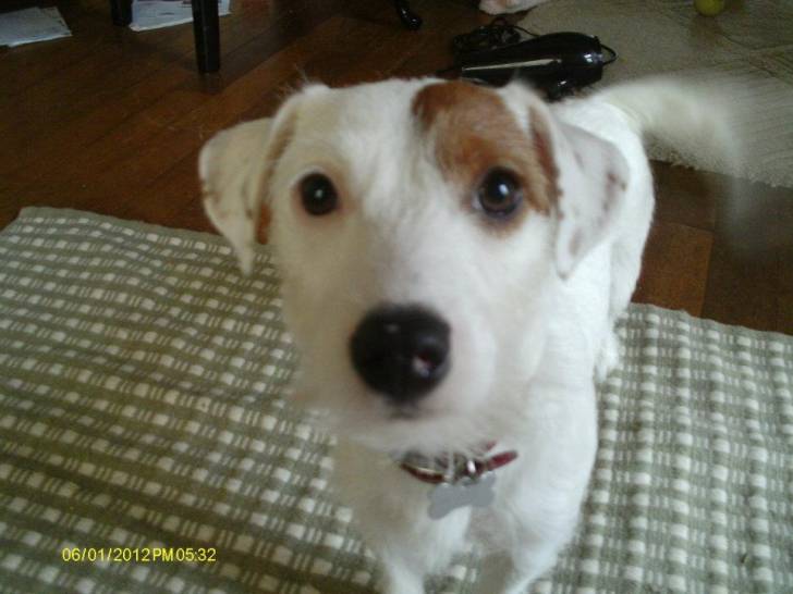 mollie - Jack Russell (2 ans)