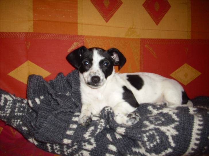 elfy - Jack Russell (4 ans)