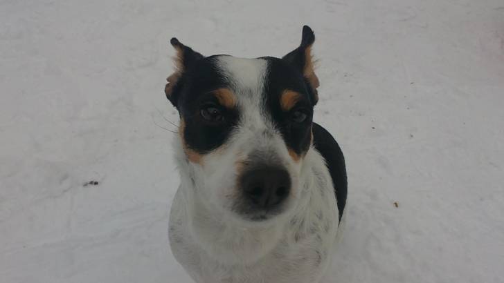 Maja - Jack Russell (3 ans)