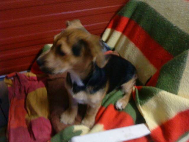 didi - Jack Russell Mâle (5 mois)