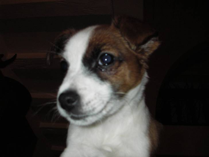 Elly - Jack Russell (9 mois)
