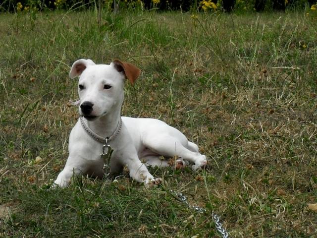 Danaé - Jack Russell (2 ans)