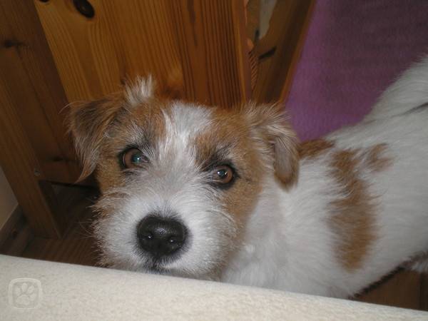 Roxy - Jack Russell (2 ans)