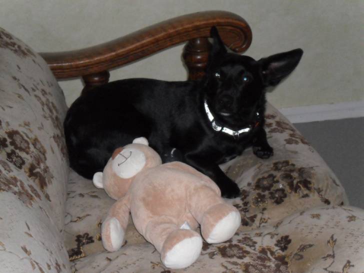 Koko - Jack Russell Mâle (2 ans)