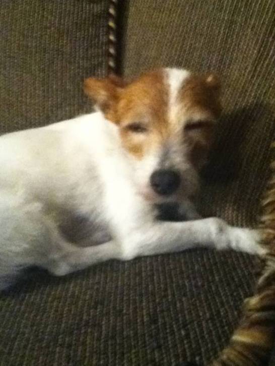 Comet - Jack Russell (12 ans)