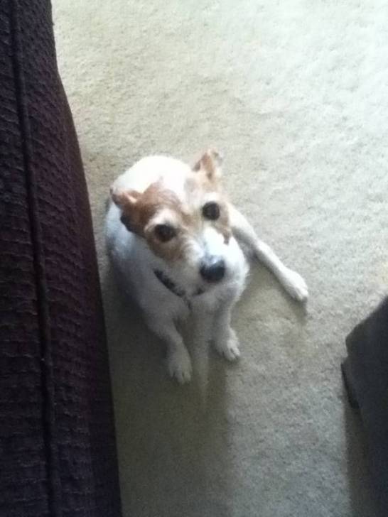 Comet - Jack Russell (12 ans)