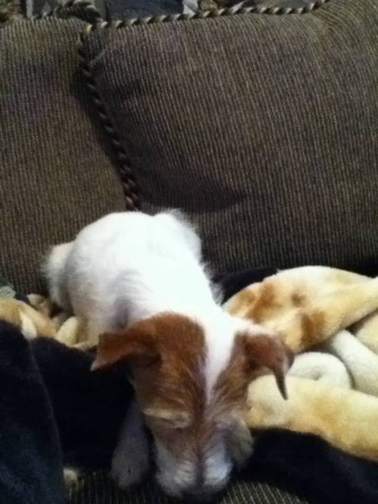 Comet - Jack Russell (13 ans)