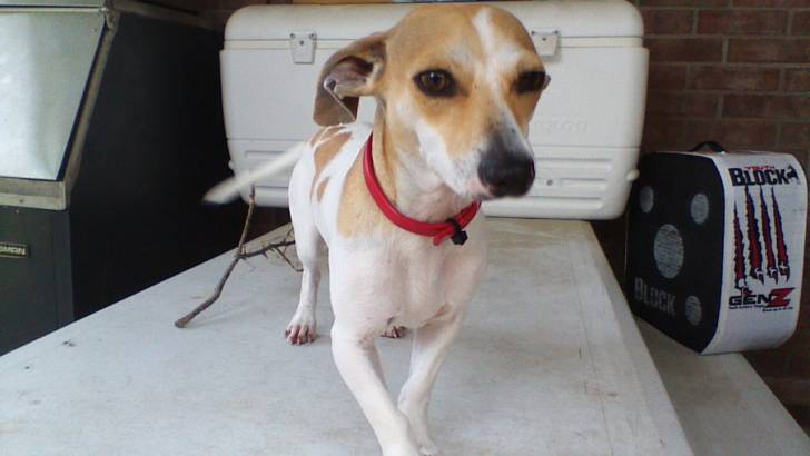 Vinny - Jack Russell Mâle (7 mois)
