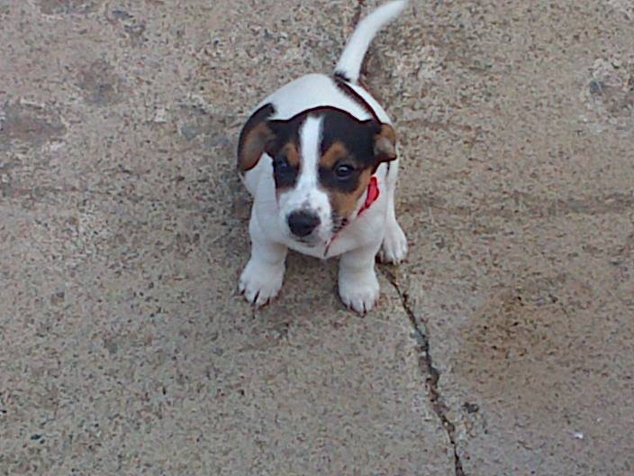 Maisie - Jack Russell (9 mois)