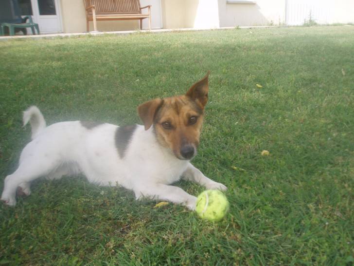 choupette - Jack Russell (1 an)