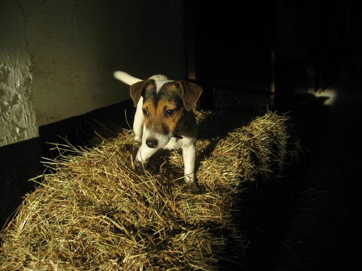zoé - Jack Russell (1 an)