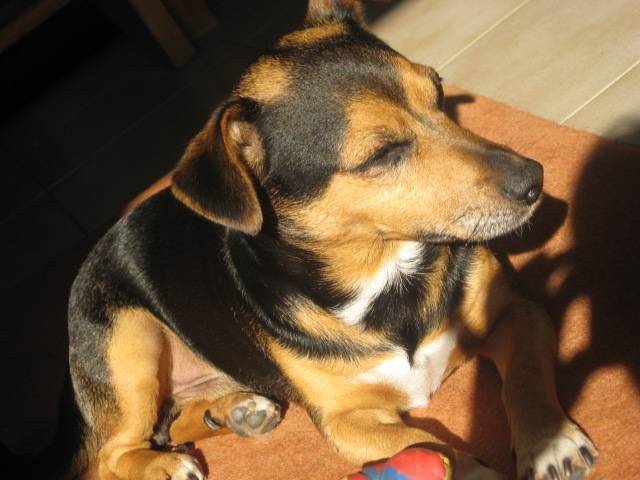 Domino - Jack Russell Mâle (8 mois)