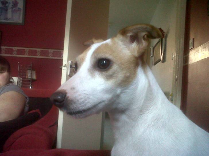 Penny - Jack Russell (2 mois)