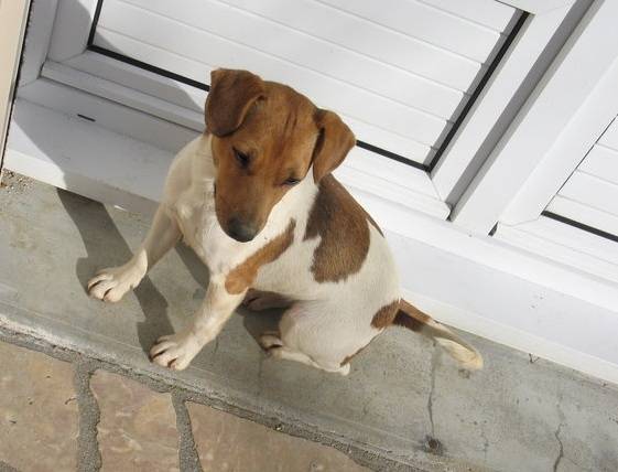 Cookie - Jack Russell (2 ans)