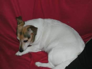 Darla - Jack Russell (6 ans)