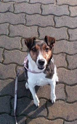 Foxy - Jack Russell (8 ans)
