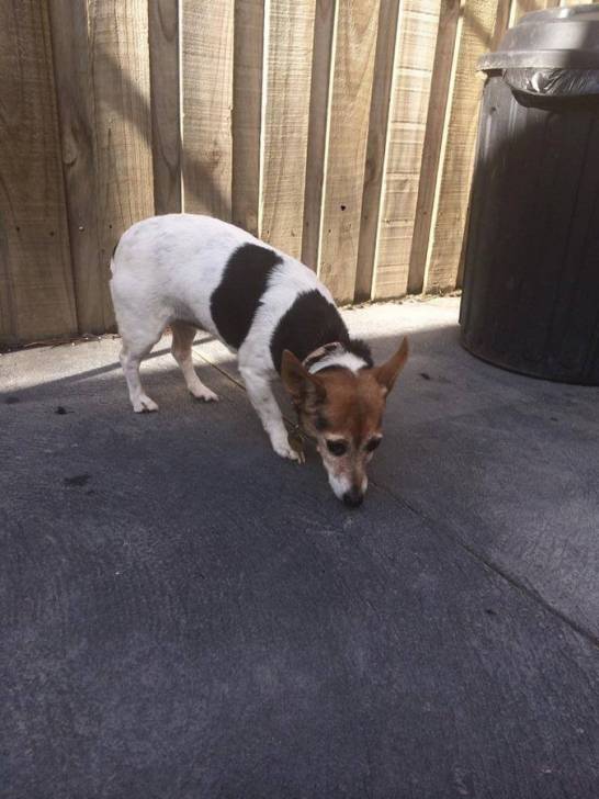 Missy - Jack Russell (16 ans)