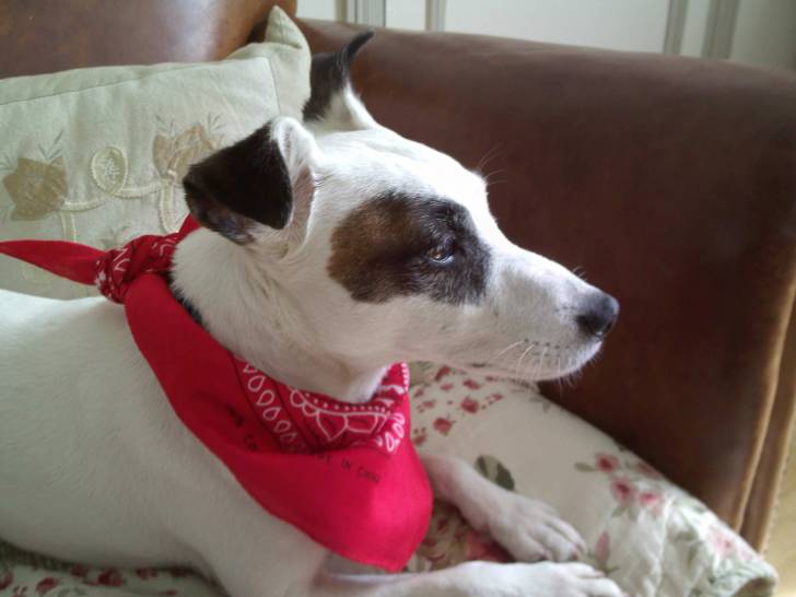 Roméo - Jack Russell Mâle (10 ans)
