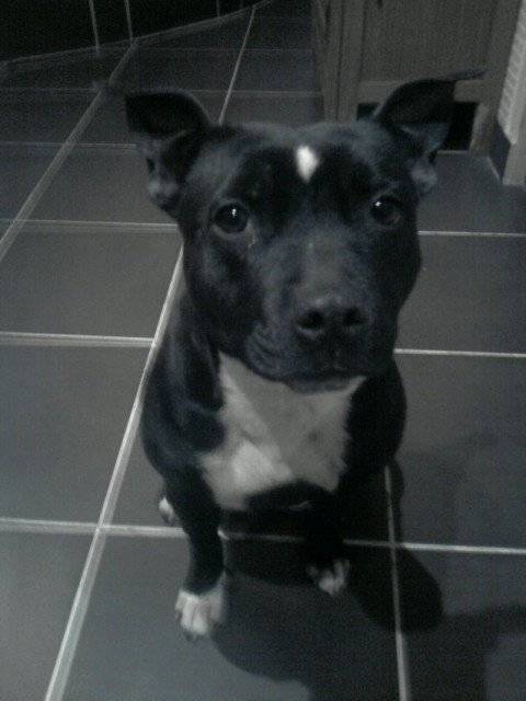 Vanille - Jack Russell (6 ans)