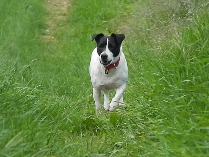 Lylou - Jack Russell (8 ans)