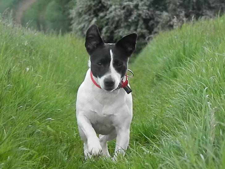 Lylou - Jack Russell (8 ans)