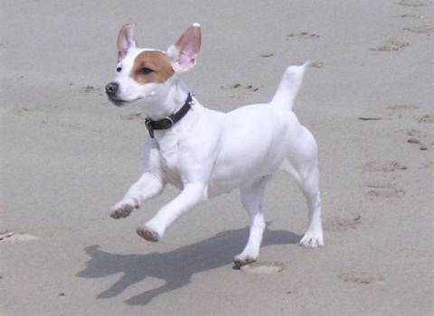 Jack Russell Terrier - Jack Russell
