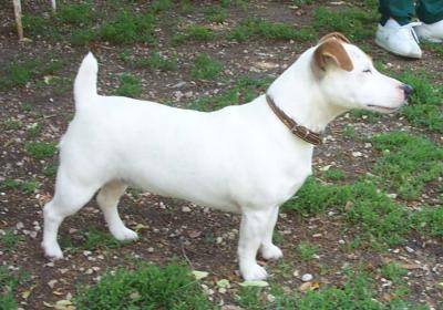 Jack Russell Terrier - Jack Russell