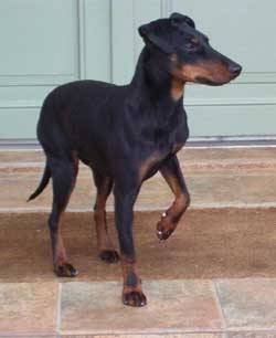 giga - Jack Russell (5 ans)